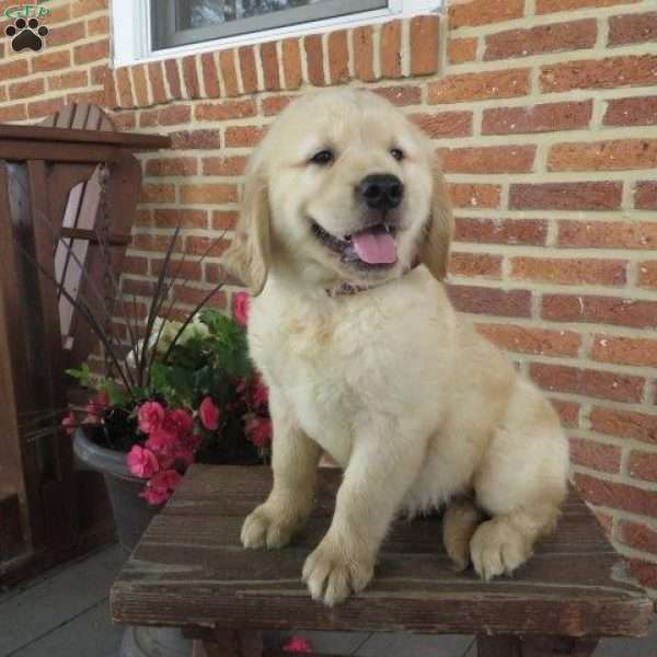 Ronnie, Golden Retriever Puppy